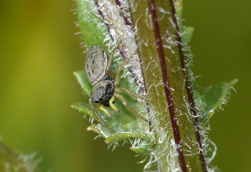 Heliophanus flavipes
